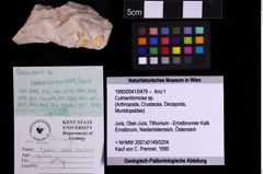 Foto (Objekt + Etiketten) von Culmenformosa sp. (NHMW-GEO-1990-0041-0479)